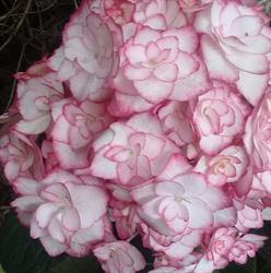 Vivero Las Aljabas