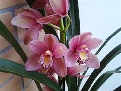 Orquídeas Las Hadas - Vivero especializado en Orquídeas, Crasas y Bonsai