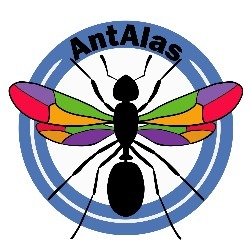 HORMIGA REINA - ANTALAS