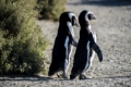 Punta Tombo ¨Caminando entre Pinguinos¨