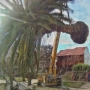 Transplante de palmera