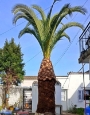 Poda de palmera