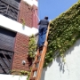 Corte de enredaderas