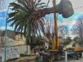 Extracción de Árboles