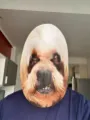Careta Perro