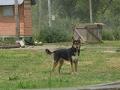 Una Patita Amiga Hogar Canino